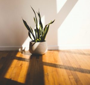 Plant on a Wooden Floor
