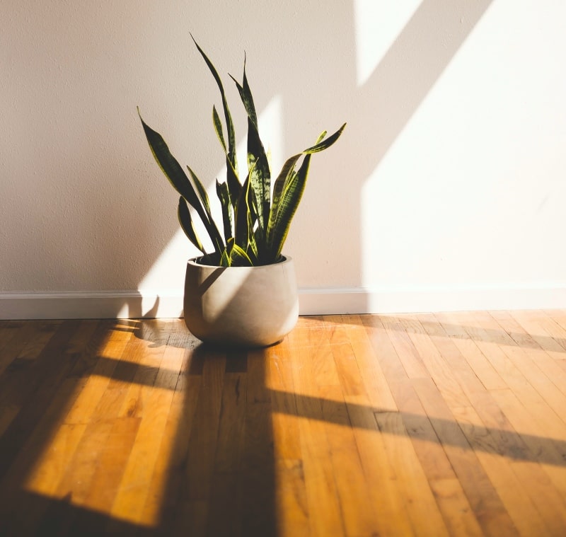 Plant on Hardwood Flooring in the Sunlight