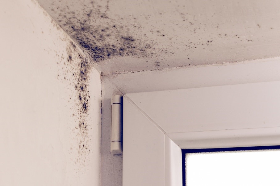 mold growthi indoors